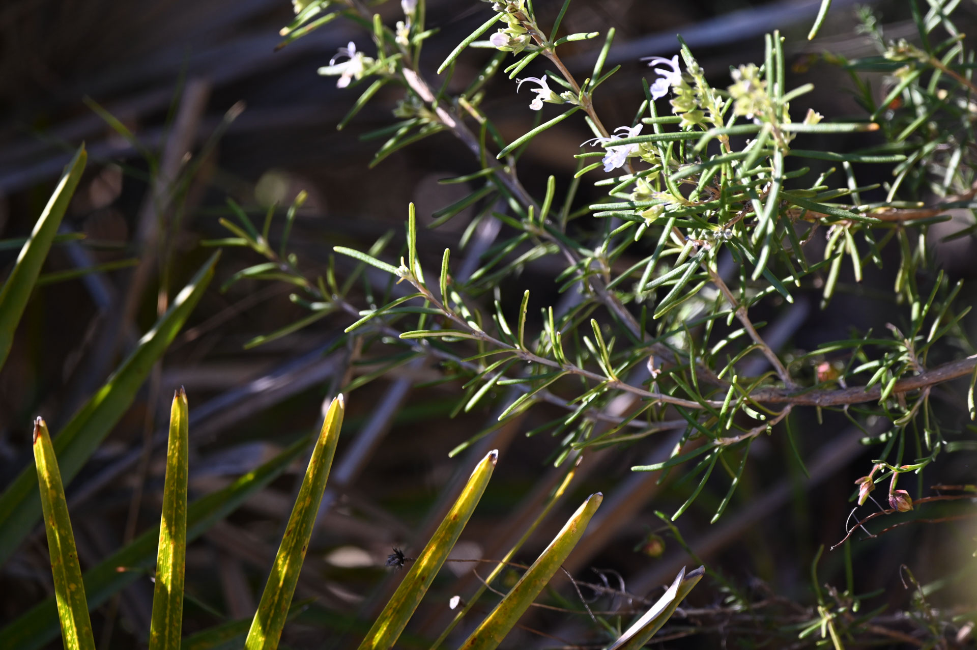 Klettern Costa Blanca Galerie 10